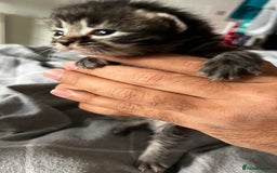 LaPerm cats for sale: Long Coat Laperm kittens - Image 6