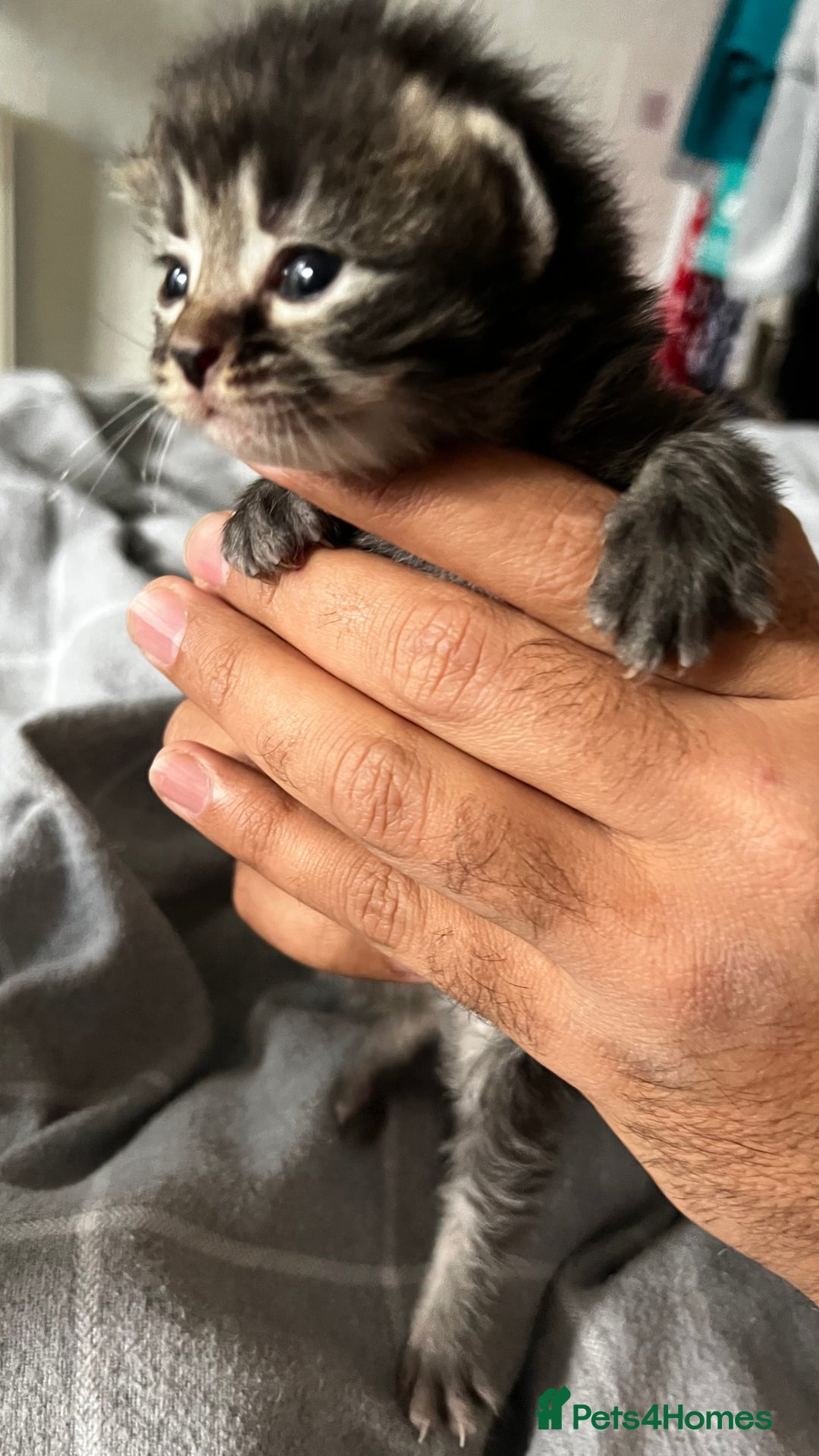 LaPerm cats for sale: Long Coat Laperm kittens - Image 6