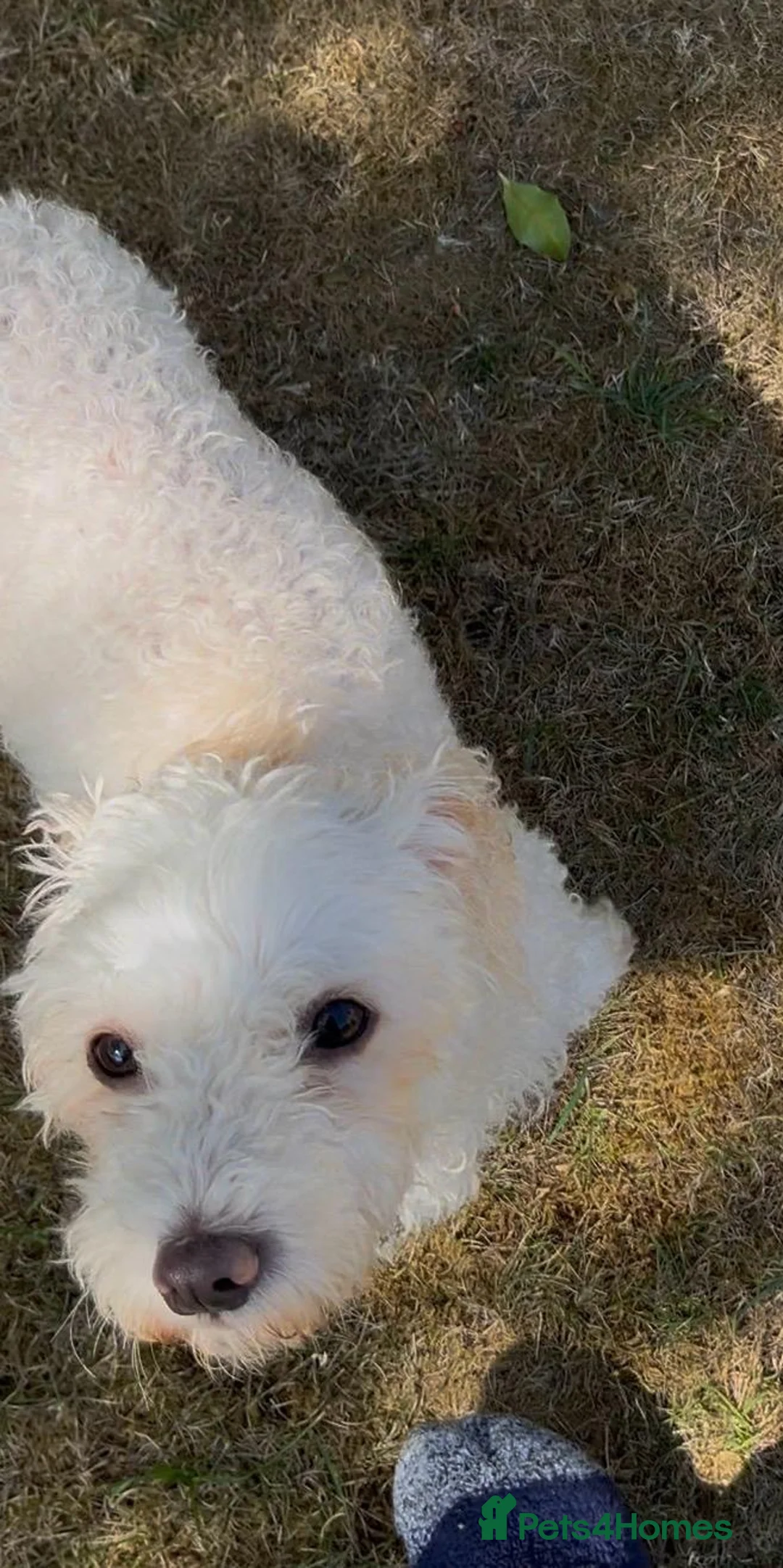 Mixed Breed dogs for adoption: Puffy 💙 in Horncastle - Advert 4