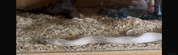 Corn Snake reptiles for sale: Strawberry snow corn snake  - Advert 1