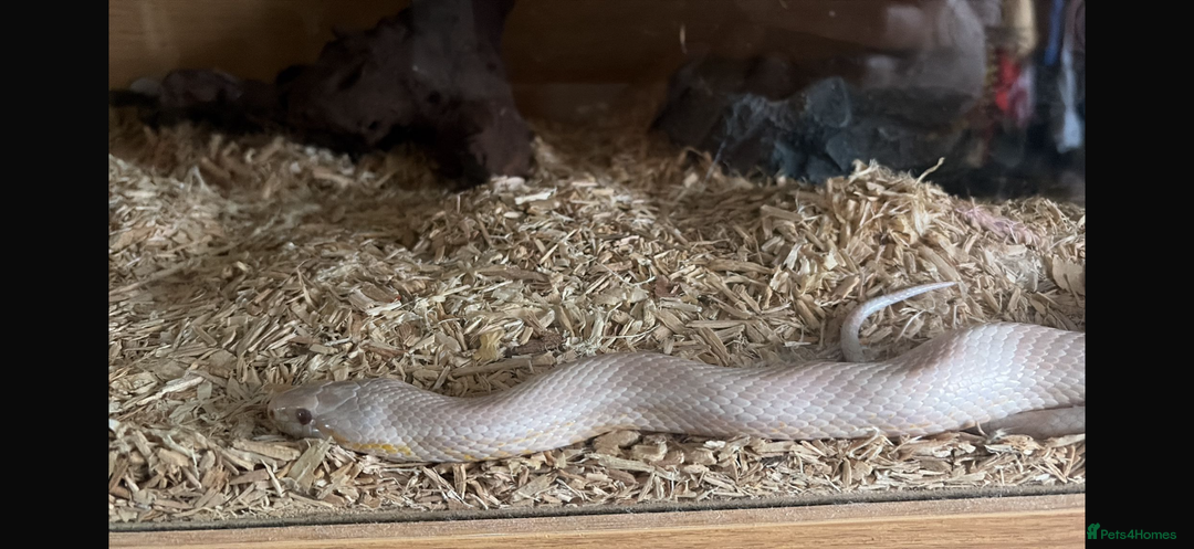 Corn Snake reptiles for sale: Strawberry snow corn snake  - Advert 1