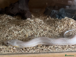 Corn Snake reptiles Strawberry snow corn snake - Advert 11