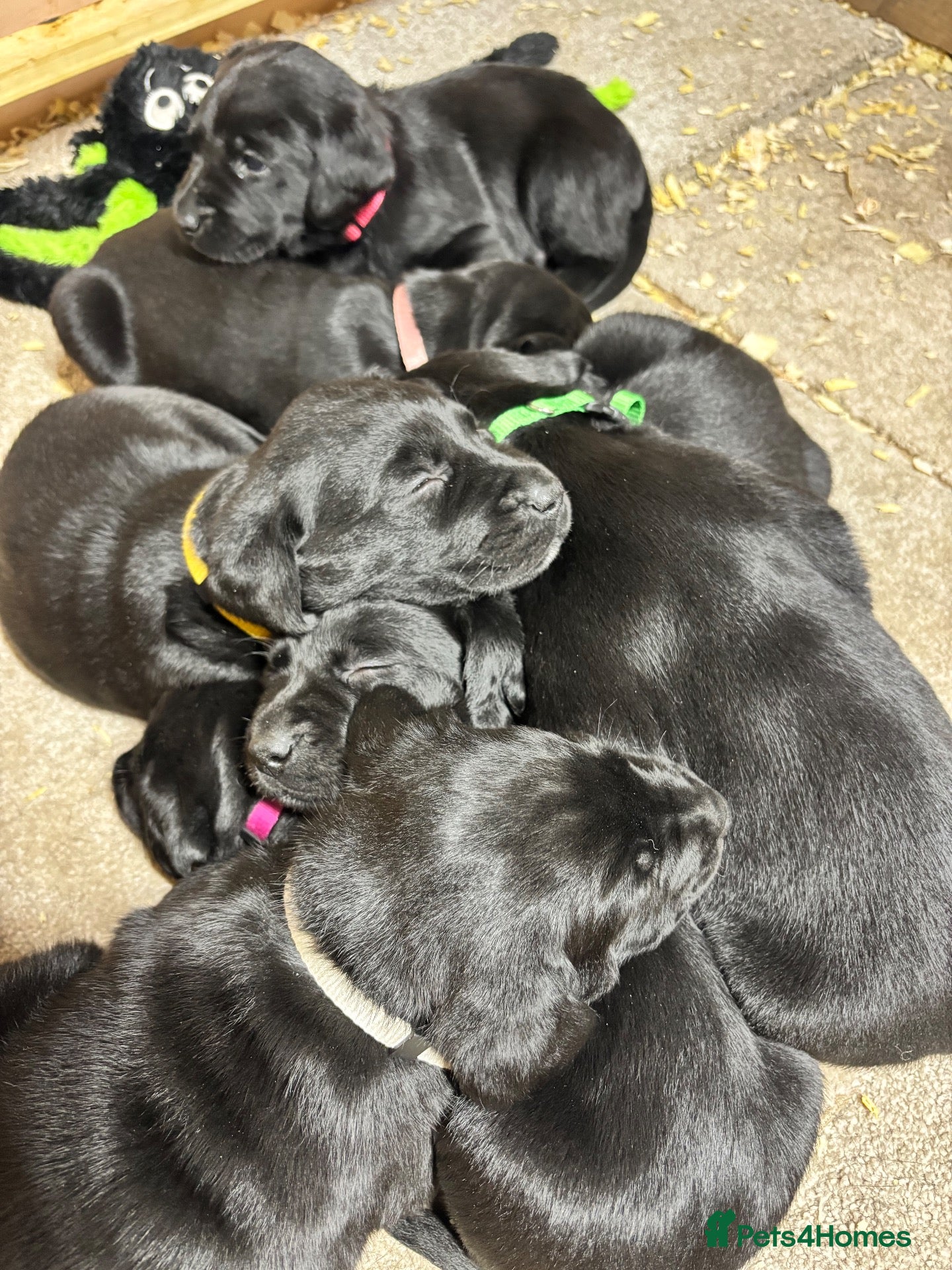 Labrador Retriever dogs Beautiful black lab puppies from strong kc lines - Advert 2