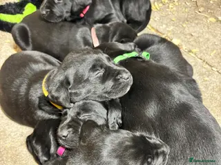 Labrador Retriever dogs Beautiful black lab puppies from strong kc lines - Advert 2