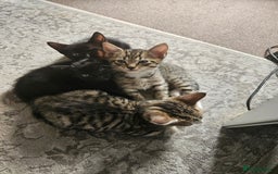 Mixed Breed cats for sale: 2 balck and one gray boys for sale - Image 1
