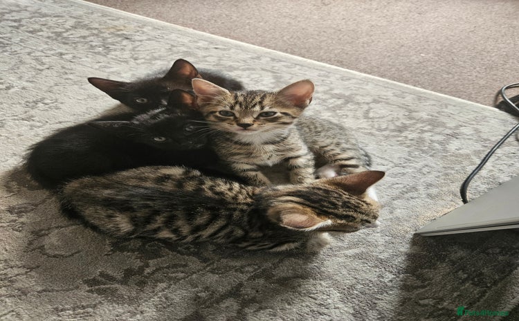 Mixed Breed cats - Advert 2