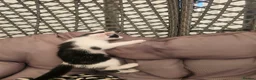 Mixed Breed cats for sale: Kittens - Advert 14