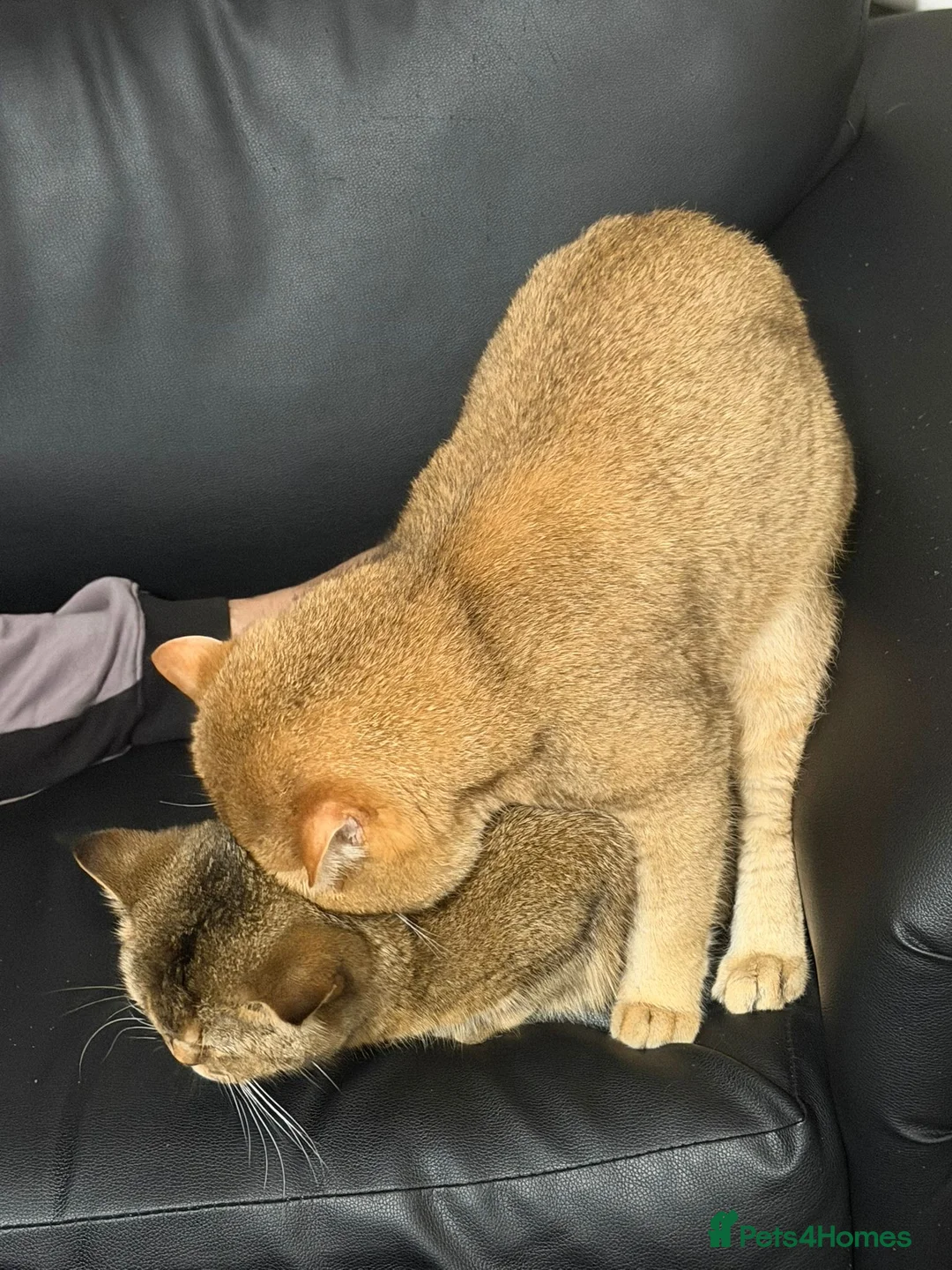 British Shorthair cats for stud: British Shorthair cat  - Advert 3