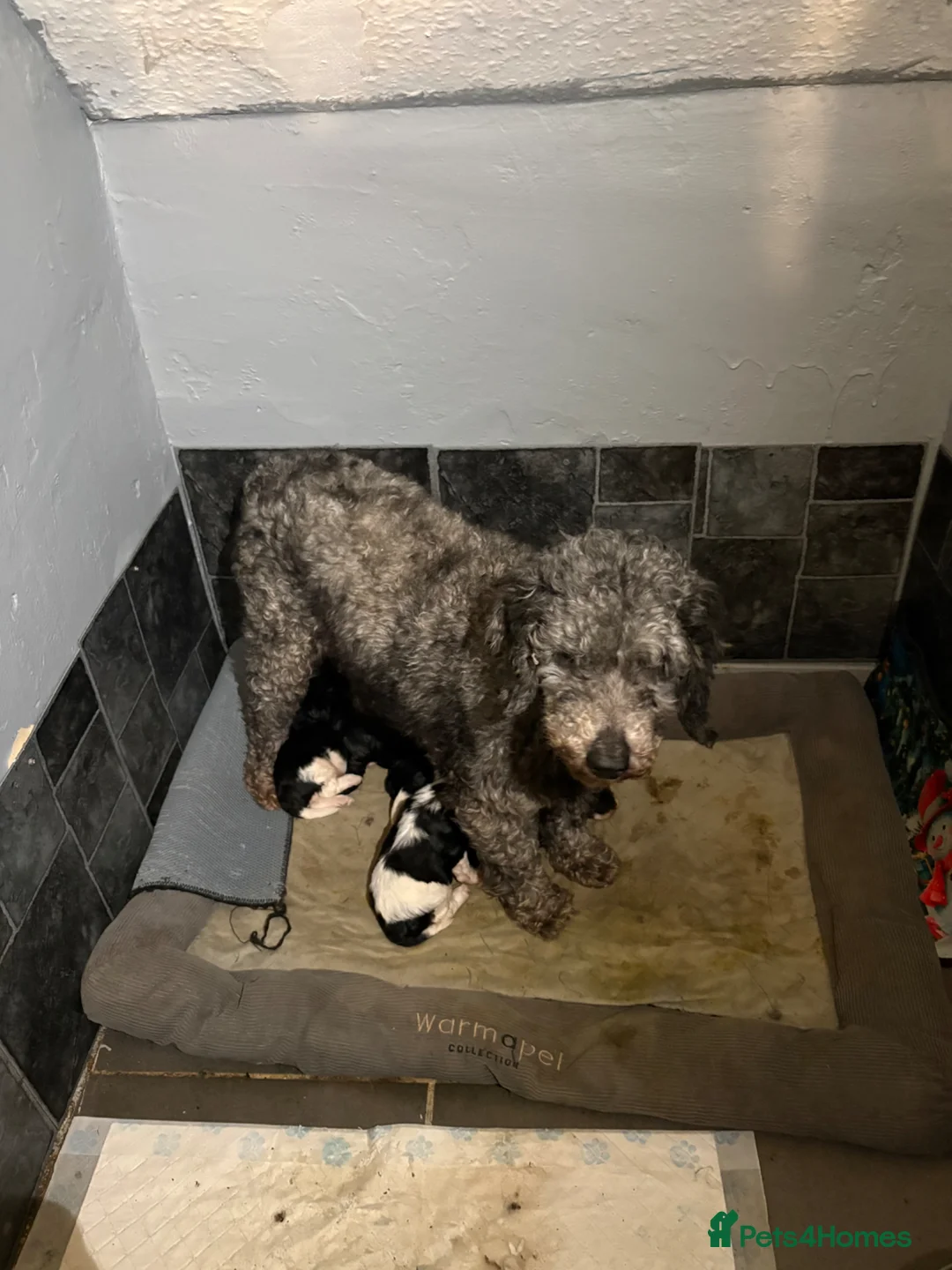 Cavapoo dogs for sale: Cavapoo puppies in Warrington in Warrington - Advert 1