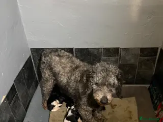 Cavapoo dogs Cavapoo puppies in Warrington - Advert 5