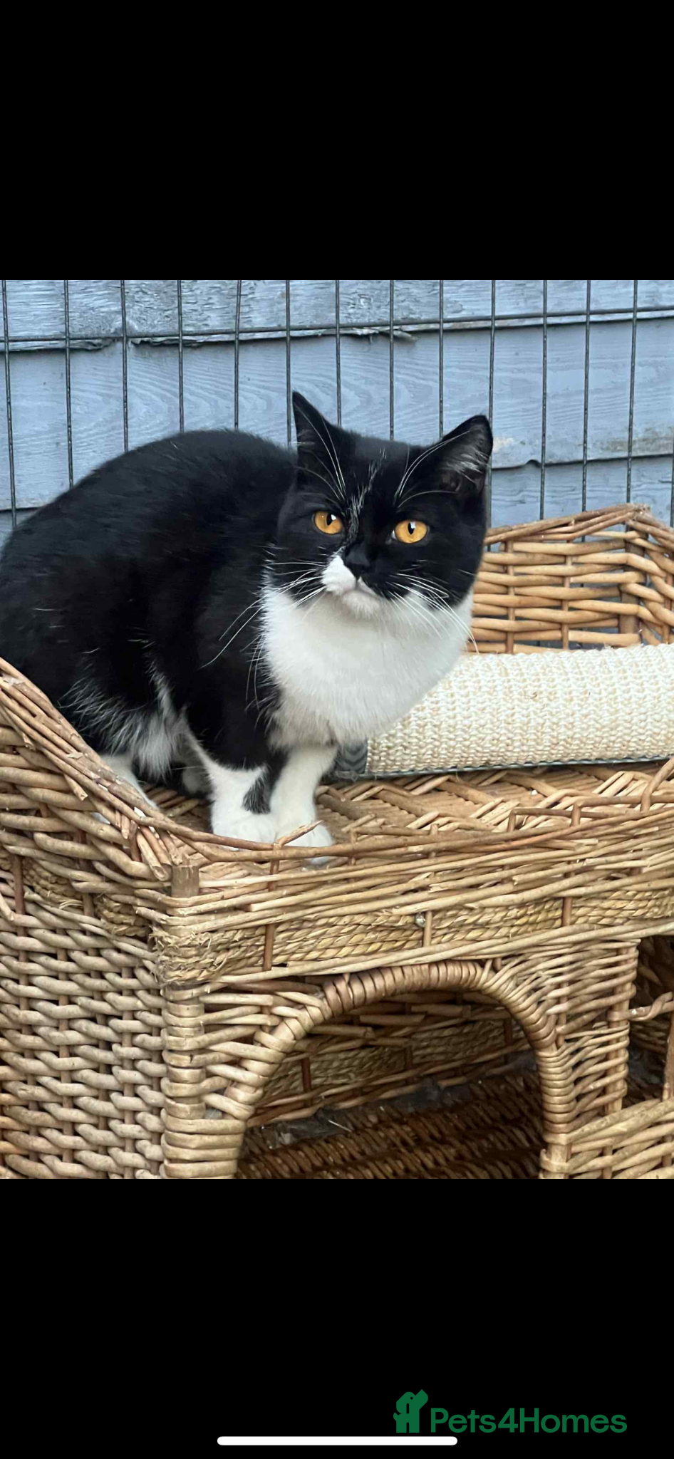 Mixed Breed cats for sale: British shorthair mix kittens  - Advert 1