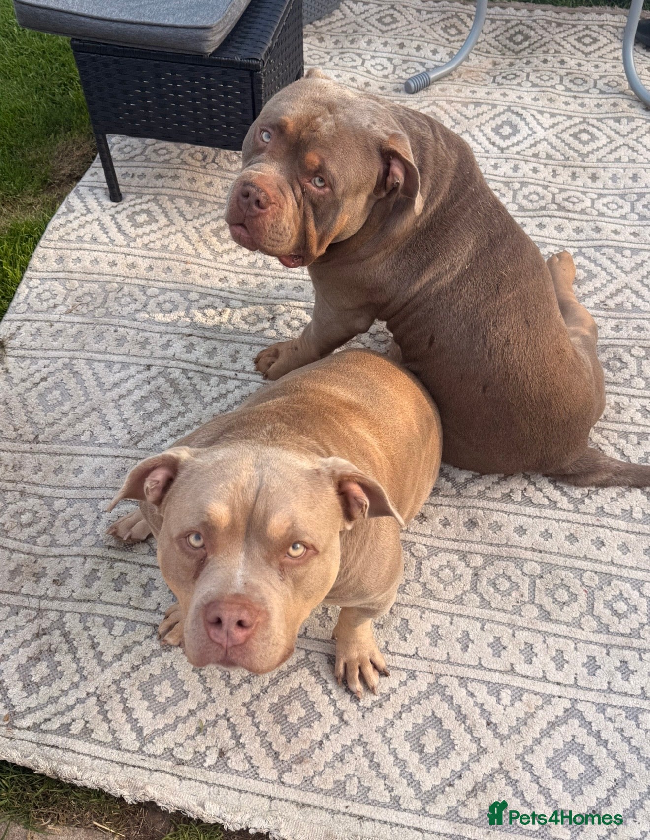American Bully dogs for sale: Beautiful pocket bully OBI  - Advert 6
