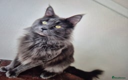 Maine Coon cats for sale: 5 week old Pure Bred Maine Coons for sale. - Image 24