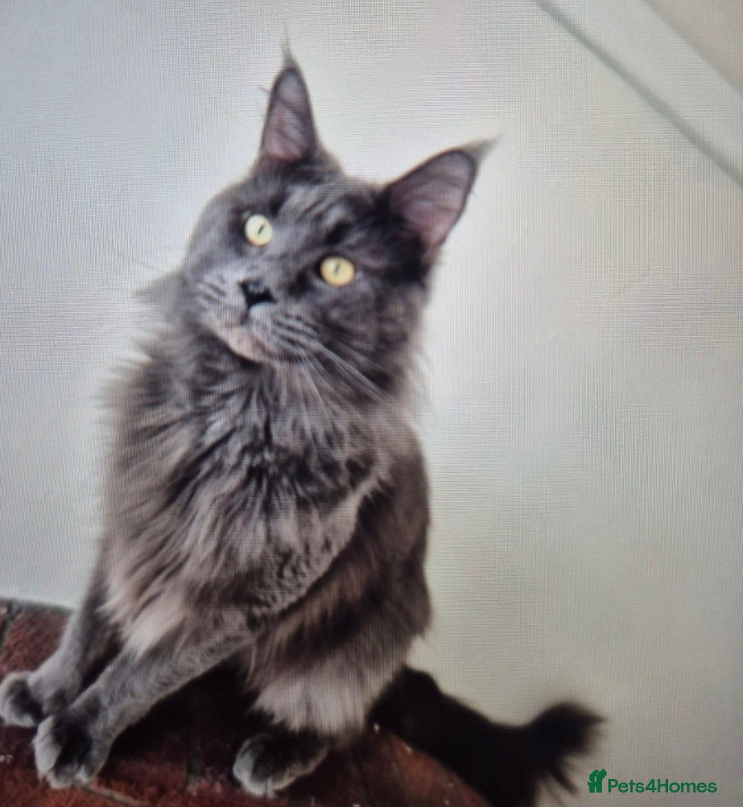Maine Coon cats for sale: 5 week old Pure Bred Maine Coons for sale. - Image 24