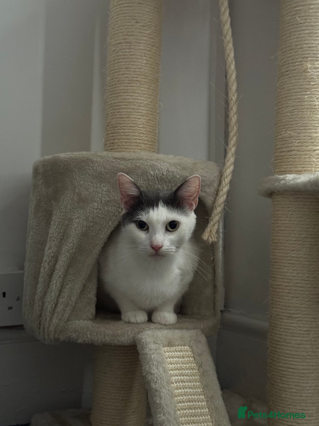 Mixed Breed cats for sale: Beautiful cat for rehoming - Advert 6