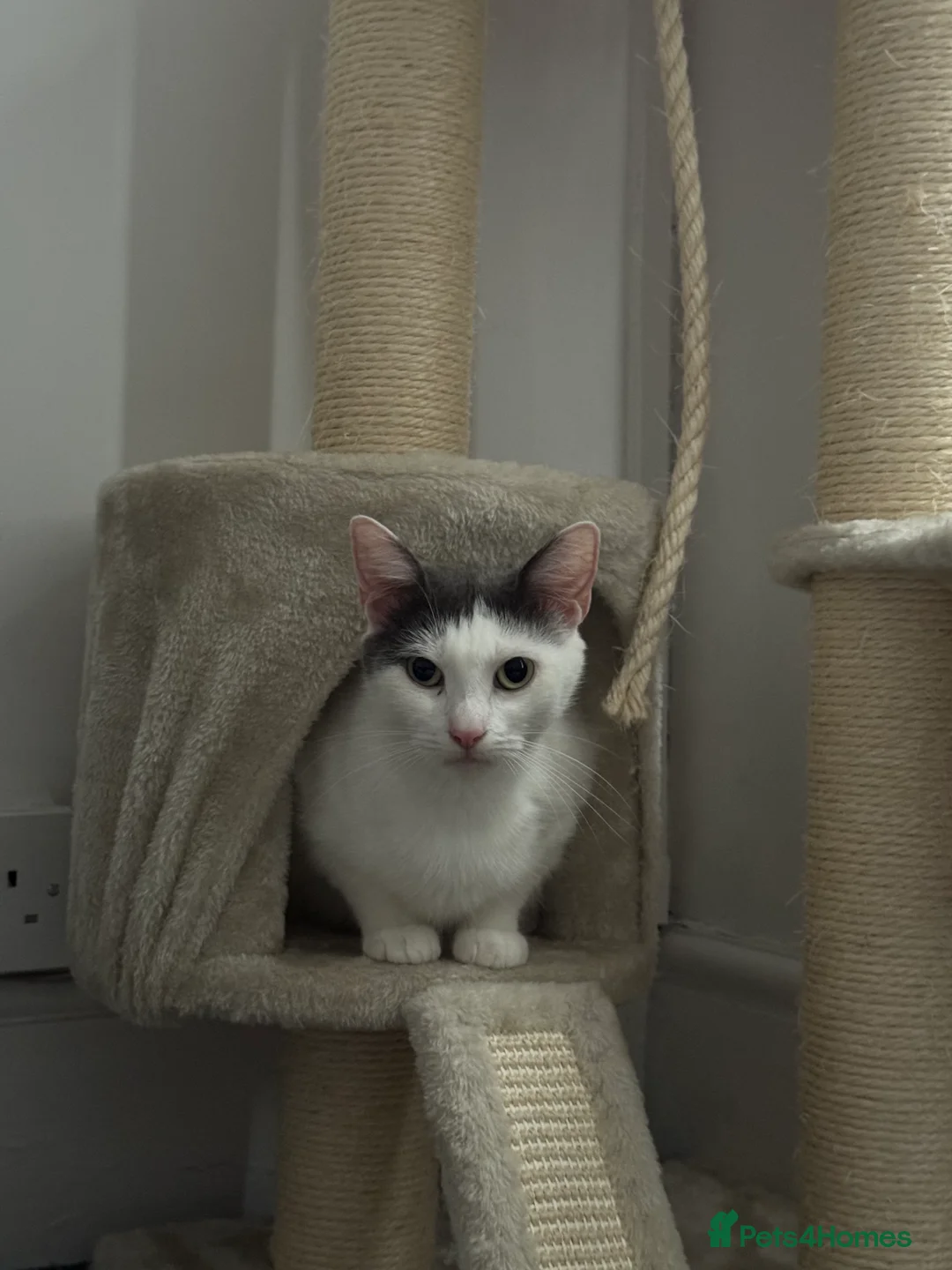 Mixed Breed cats for sale: Beautiful cat for rehoming - Advert 6