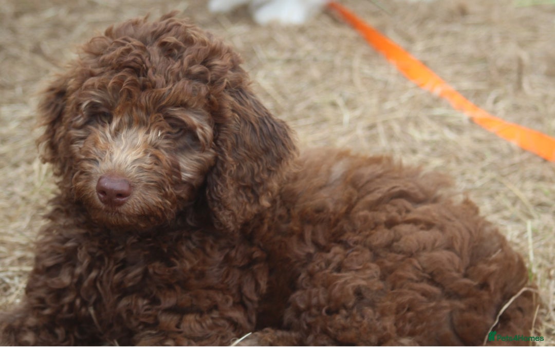Labradoodle dogs for sale: Outstanding Part Trained Labradoodles F1b - Image 9