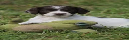 English Springer Spaniel dogs for sale: Springer spaniel puppies, Docked tails  in Hereford - Advert 4