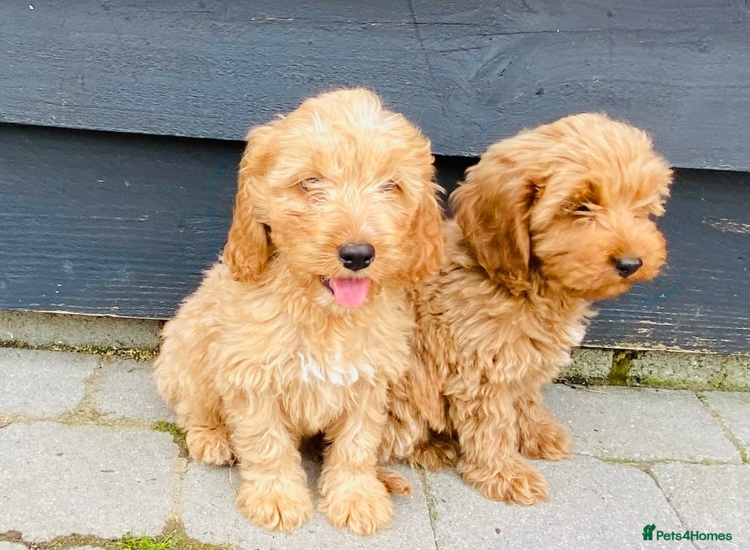 Cockapoo dogs for sale: Gorgeous f1 cockerpoos - Image 12