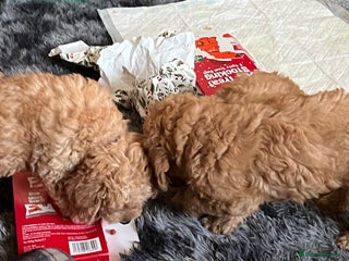 Labradoodle dogs F1b Australian Labradoodles - Advert 9