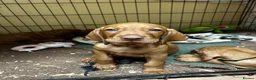 Hungarian Vizsla dogs for sale: Hungarian Vizsla puppy - Advert 3