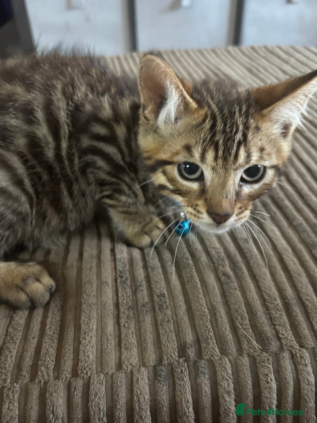 Bengal cats for sale: **1 Female remaining** Bengal cross kittens  in Petworth - Image 11