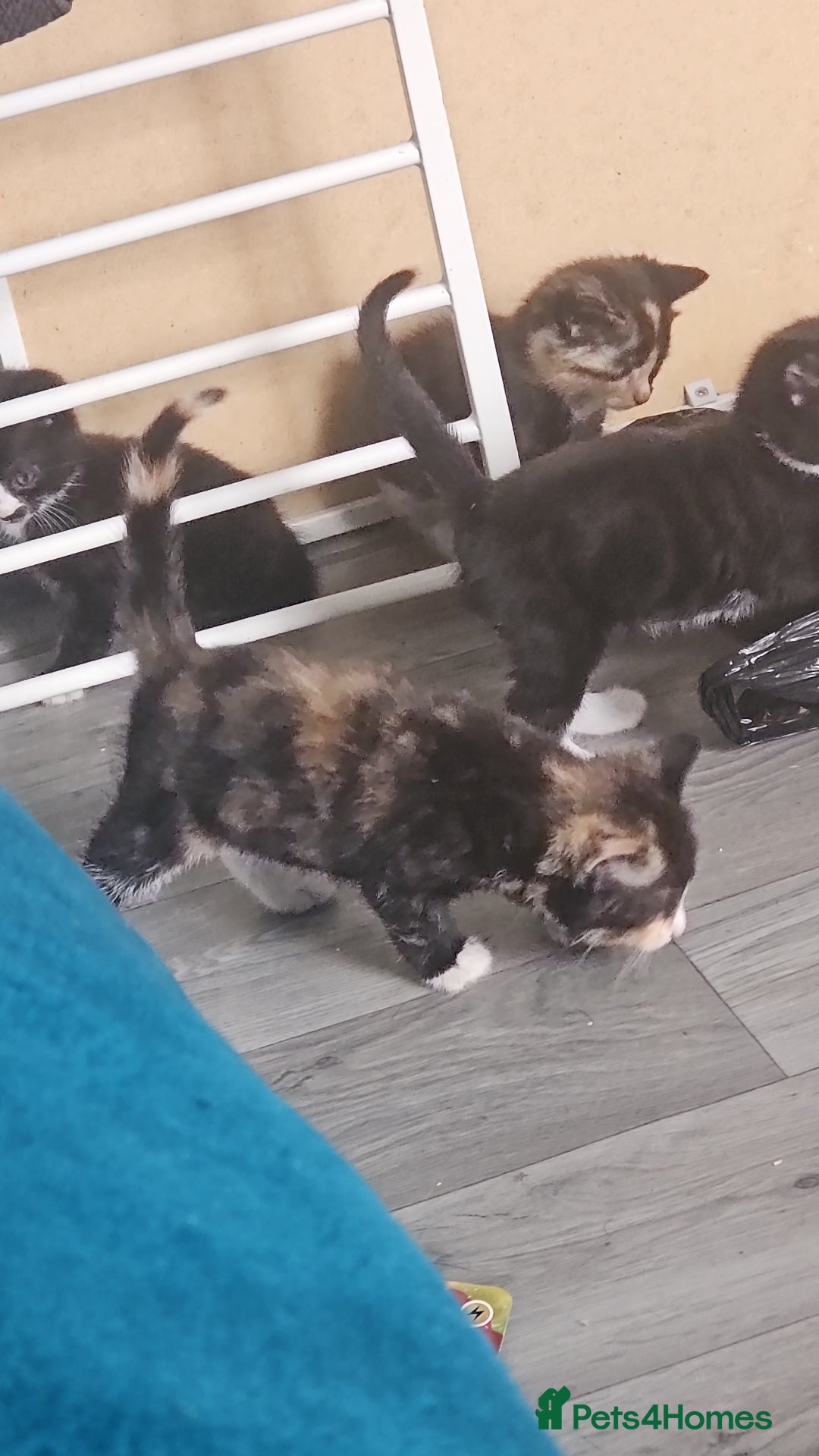 Mixed Breed cats for sale: 2 male black and white and 2 tortoiseshell females - Image 1