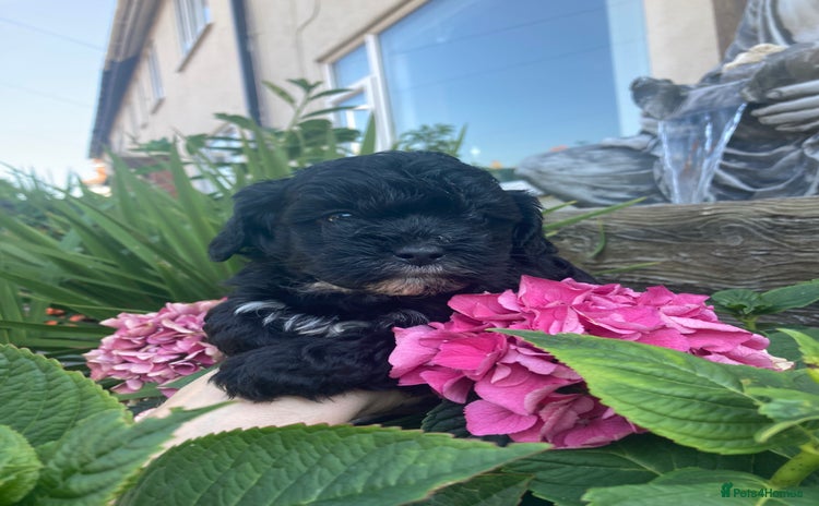 Shihpoo dogs - Advert 1