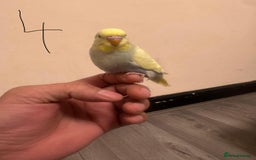 Budgerigars birds for sale: Baby budgies for sale £40 each collection mk404nn - Advert 4