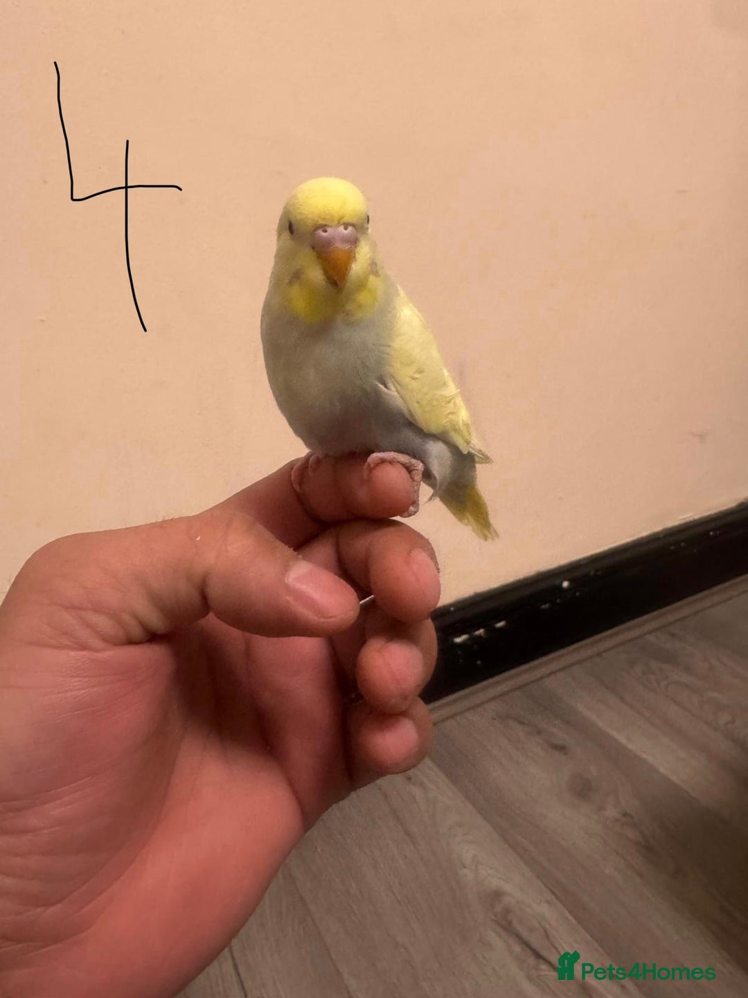 Budgerigars birds for sale: Baby budgies for sale £40 each collection mk404nn - Advert 4