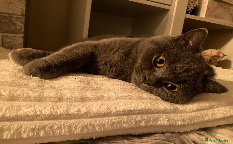 British Shorthair cats 🩵 British shorthair 🩵 - Advert 3