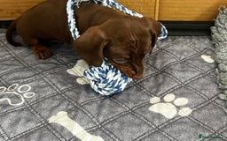 Miniature Dachshund dogs for sale: Playful smooth haired mini dachshunds Ready Now - Image 12