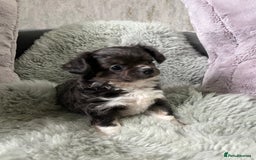 Chihuahua dogs for sale: LC Female Chihuahua  - Advert 5