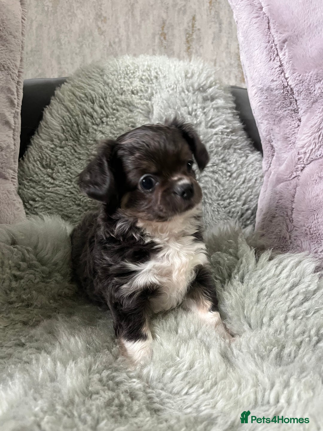 Chihuahua dogs for sale: LC Female Chihuahua  - Advert 5