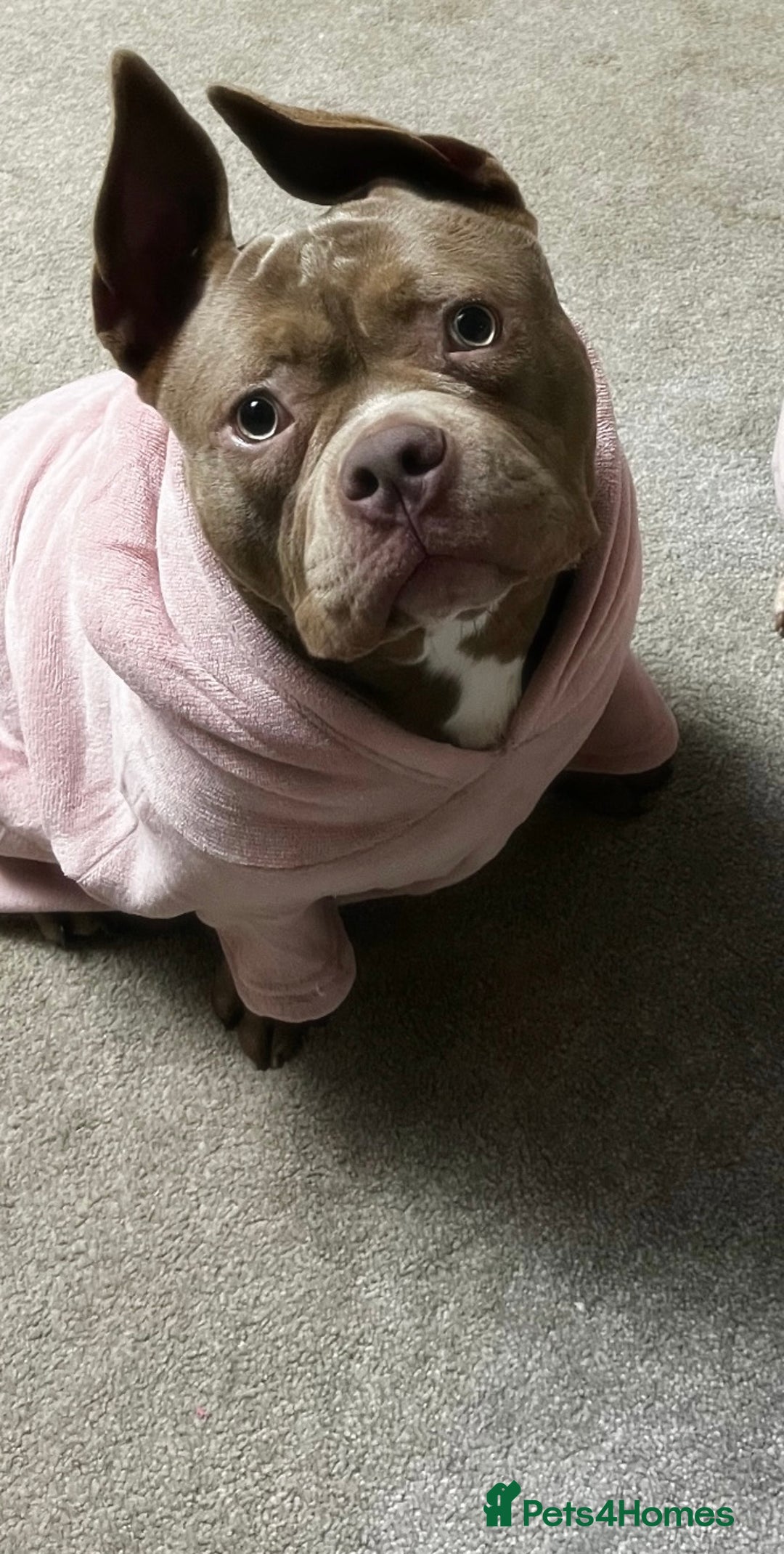 American Bully dogs for sale: One year old pocket bully  - Advert 8