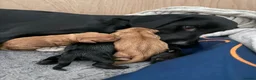 Labrador Retriever dogs for sale:  FTW Sired Working Labrador Pups – Black & Fox Red - Advert 4