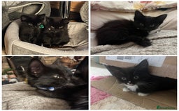 British Shorthair cats for sale: Beautiful, friendly, playful kittens - Image 1