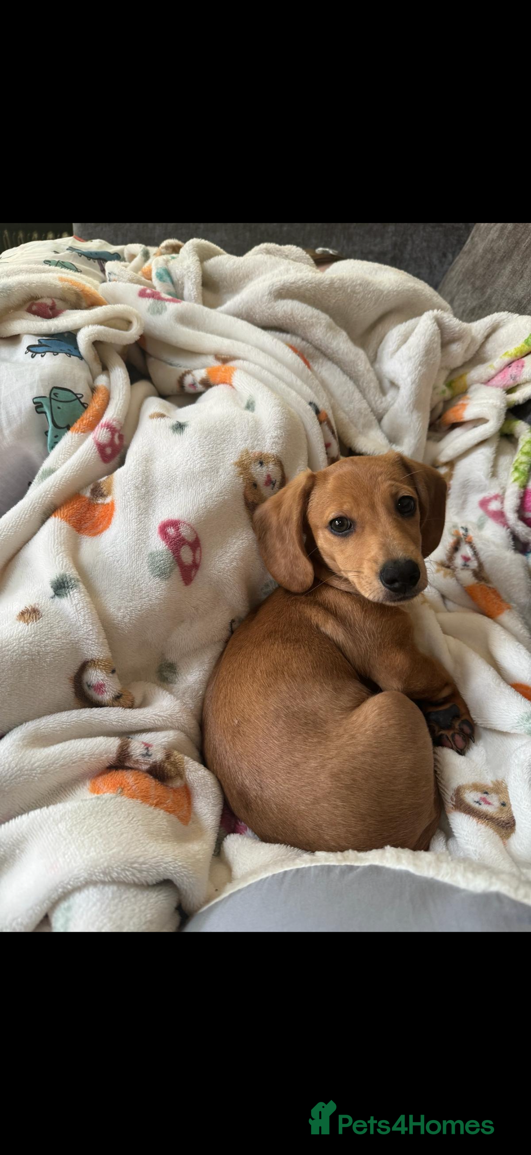 Miniature Dachshund dogs for sale: Tan miniature Dachshund Arlo   - Advert 5