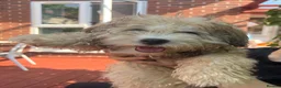 Yochon dogs for sale: Beautiful 4 month old male Yochon puppy for sale  in London - Advert 3
