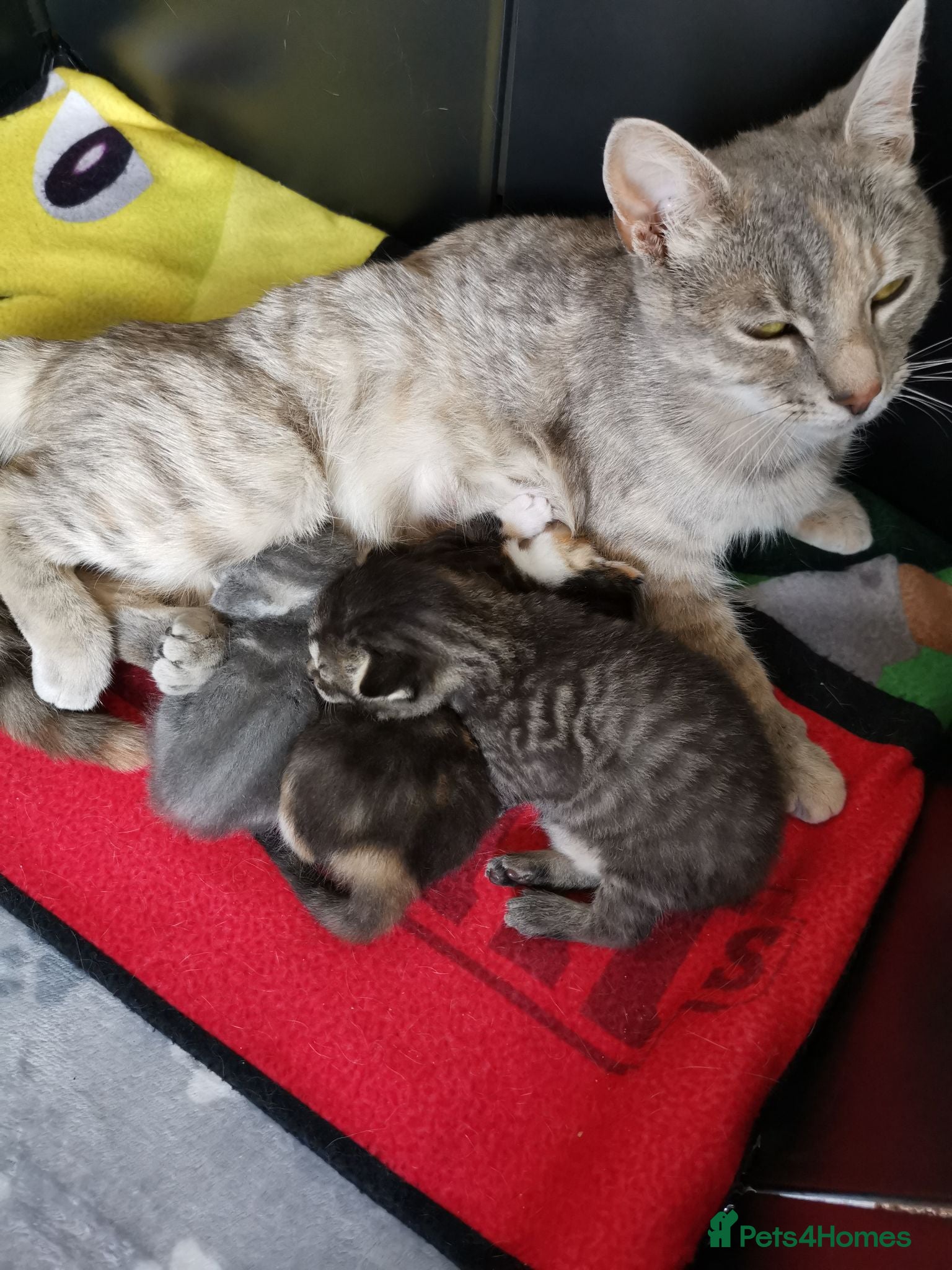 Mixed Breed cats 3 Beautiful kittens for sale - Advert 1