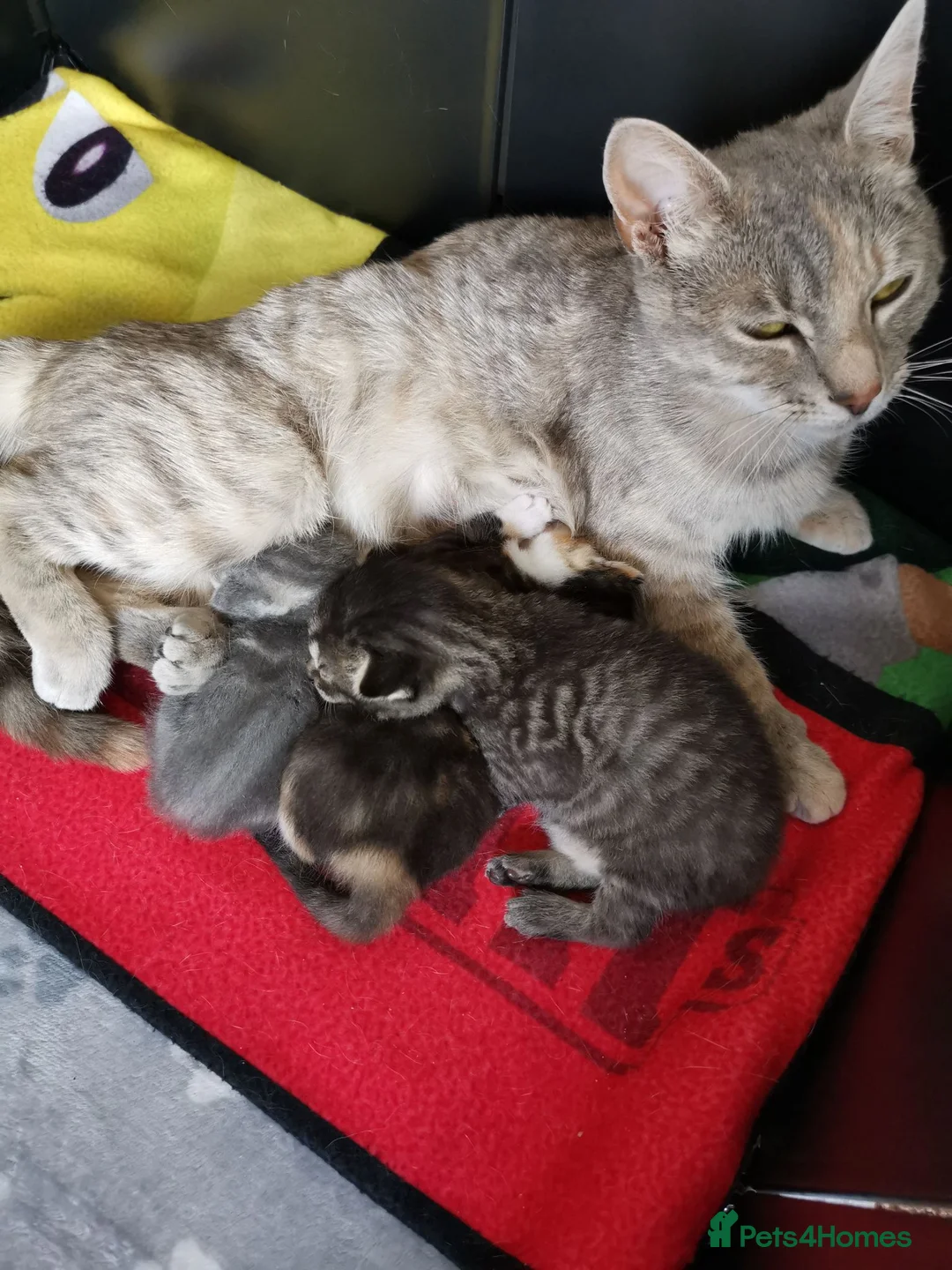 Mixed Breed cats for sale: 3 Beautiful kittens for sale - Advert 1