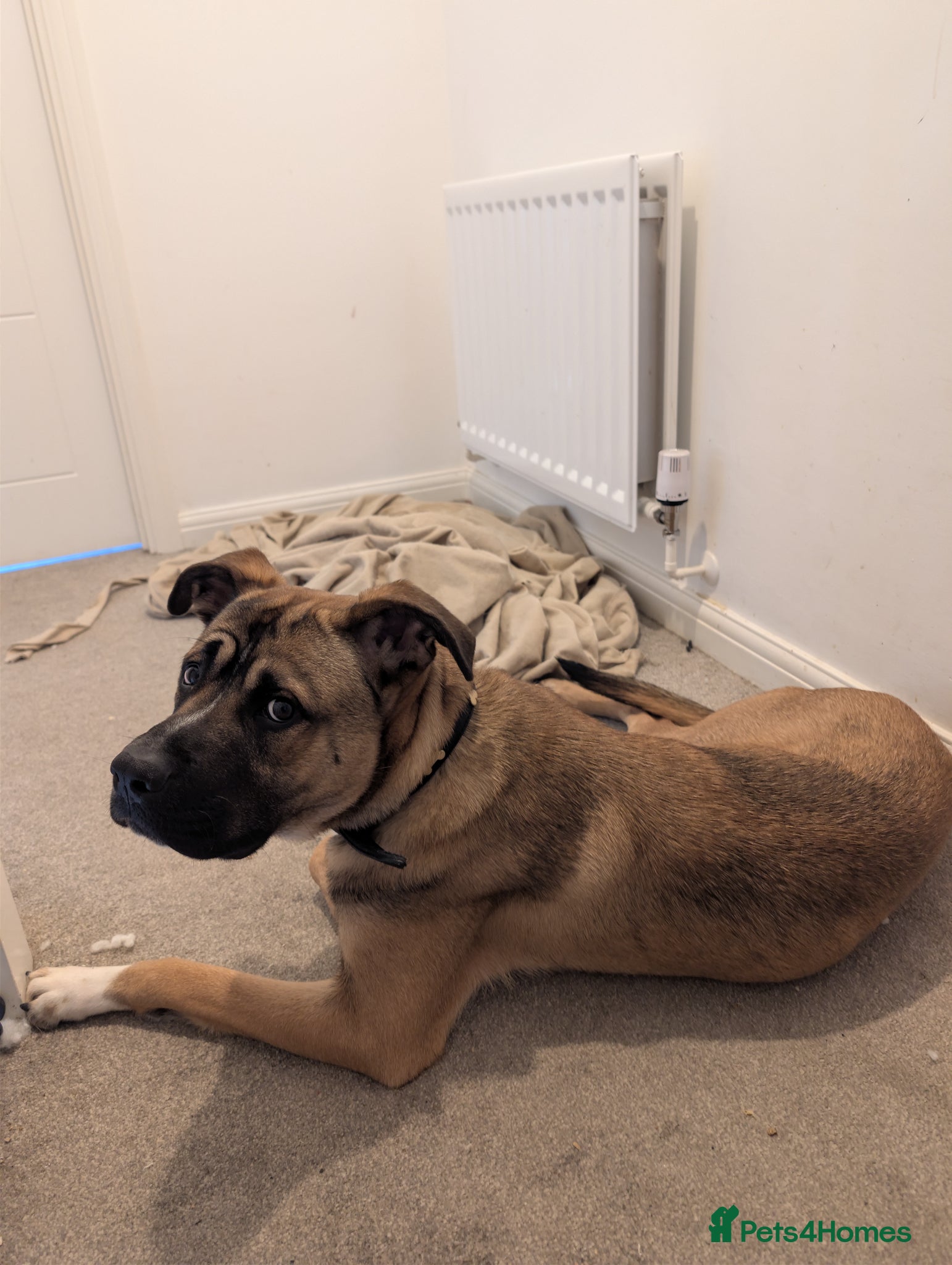 Mixed Breed dogs Meet Ozzy, the most lovable Akita - Advert 10