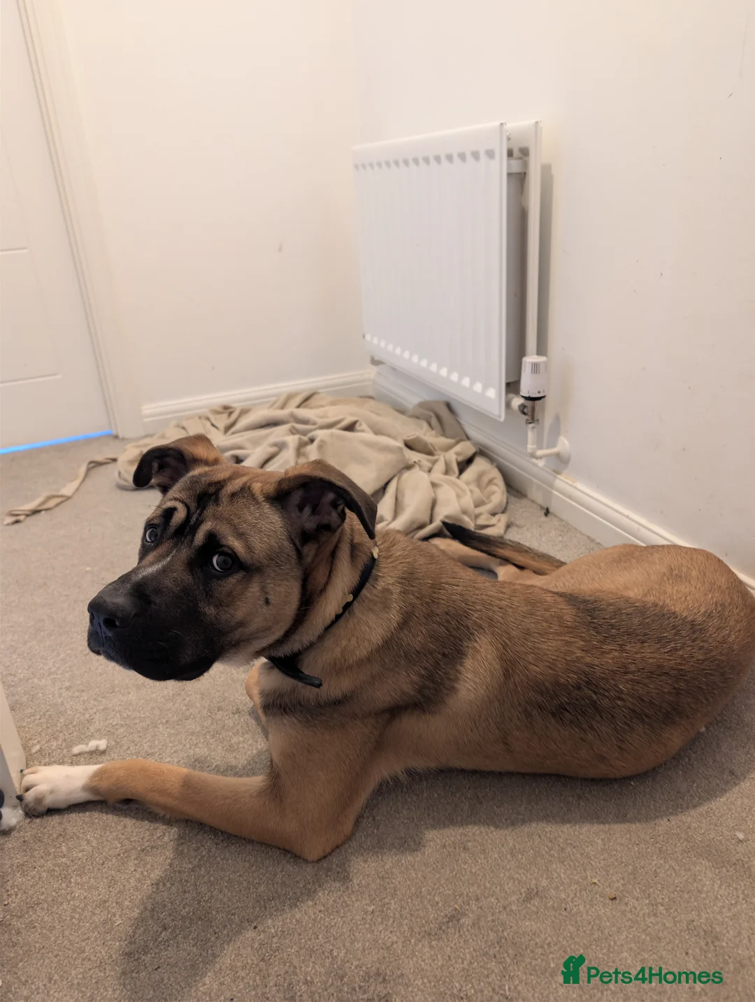 Mixed Breed dogs for sale: Meet Ozzy, the most lovable Akita - Advert 1