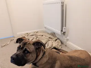 Mixed Breed dogs Meet Ozzy, the most lovable Akita - Advert 10