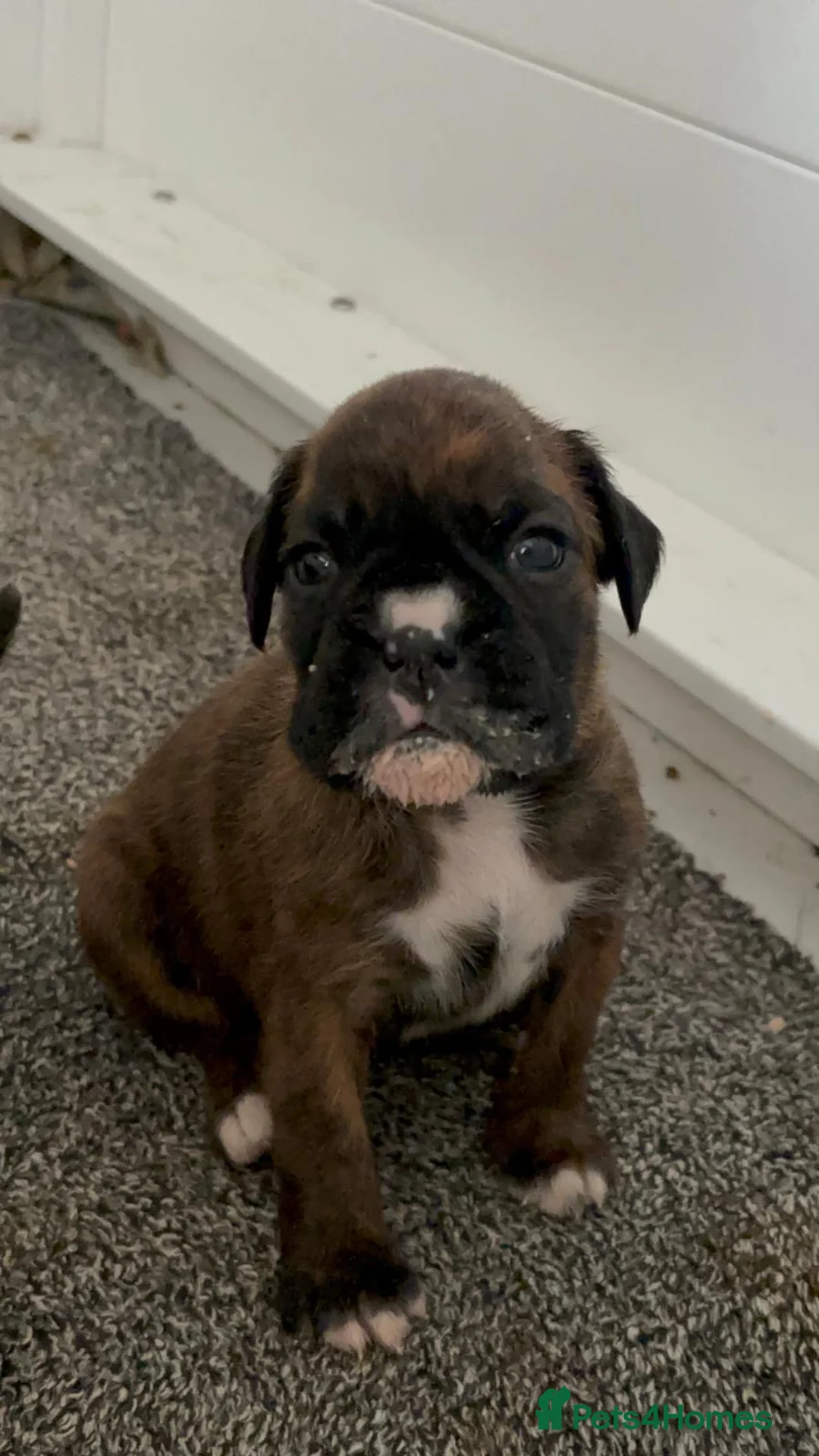 Boxer dogs for sale: Health Tested Pedigree Boxers  - Advert 2