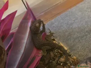 Gecko reptiles Tokay gecko and tank 45×45×45 - Advert 1