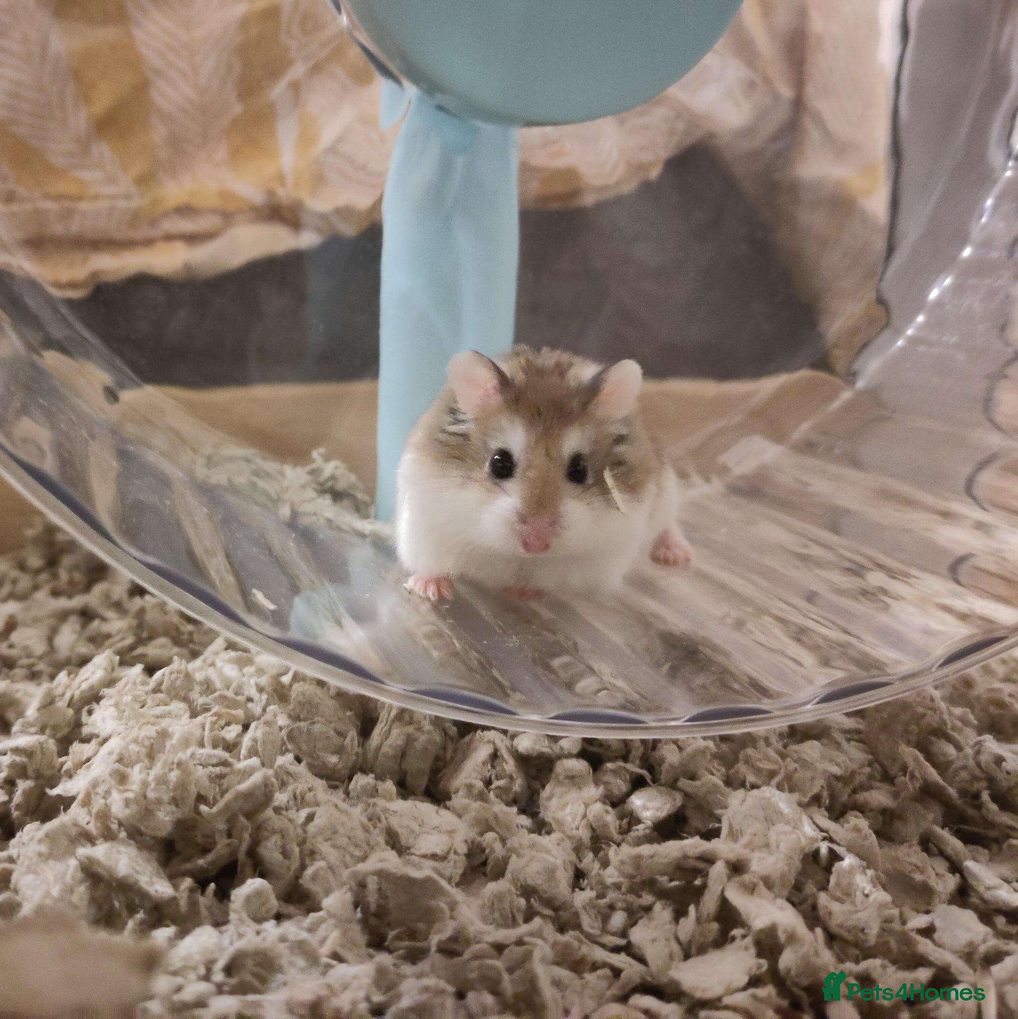 Hamster rodents for sale: Noodle | For Adoption | Male Roborovski Hamster - Advert 1