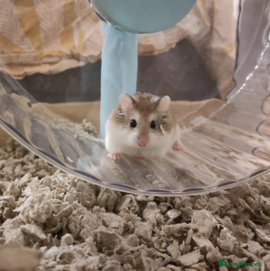 Hamster rodents for sale: Noodle | For Adoption | Male Roborovski Hamster - Advert 1