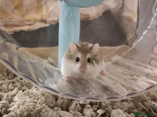 Hamster rodents for sale: Noodle | For Adoption | Male Roborovski Hamster - Advert 1