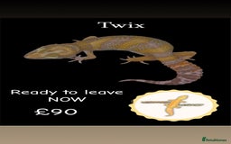 Leopard Gecko reptiles for sale: Multiple leopard gecko babies for quick sale!  - Image 6